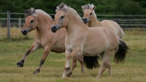 Fjord horses