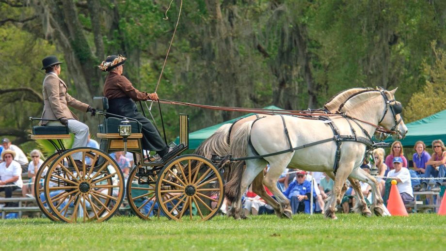 Fjord horse Norway’s distinctive and adaptable draught horse