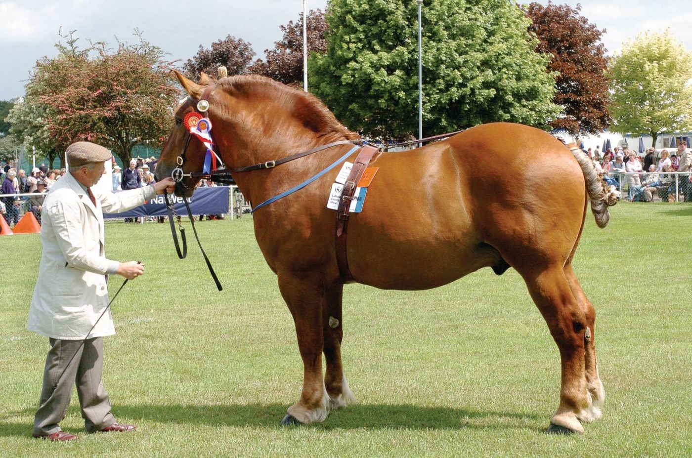 Biggest horses: Suffolk Punch