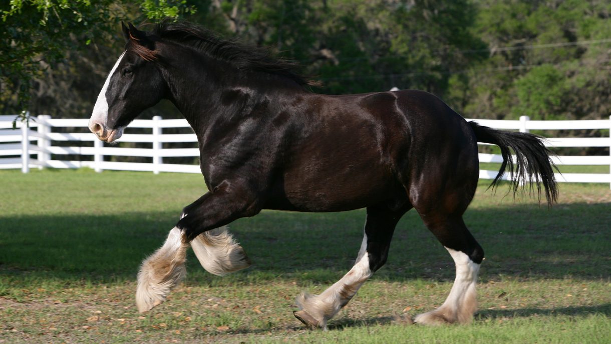 Biggest horse breeds: the five which produce the world's largest horses