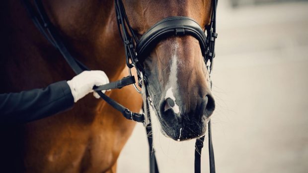The FEI dressage committee has said it is in favour of double bridles remaining compulsory at international grand prix level