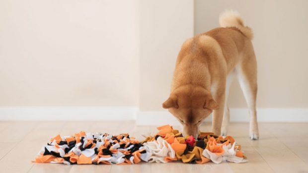 Dog using a snuffle mat