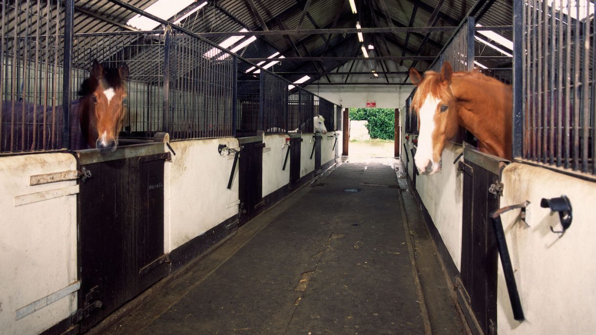 Why owners and livery yards must acknowledge the true cost of keeping horses Horse & Hound