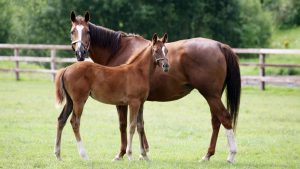 Lifetime policies and an overhaul of the industry are among the proposals for equine insurance