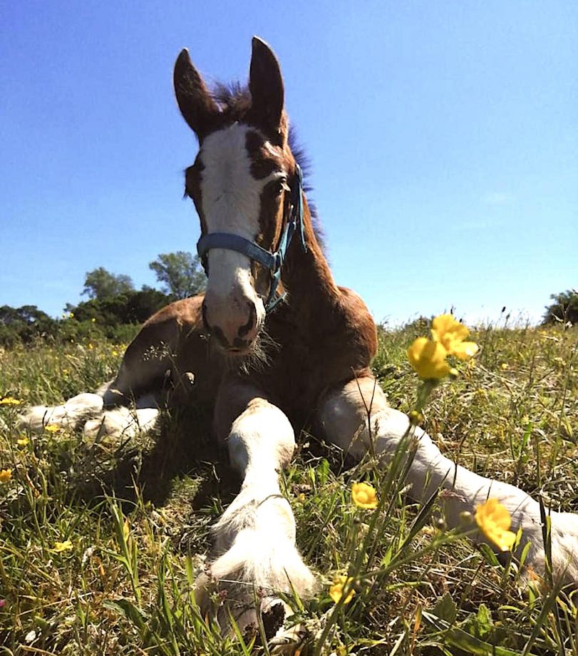 shire foal