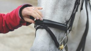 A new study has highlighted the views of riders on noseband tightness