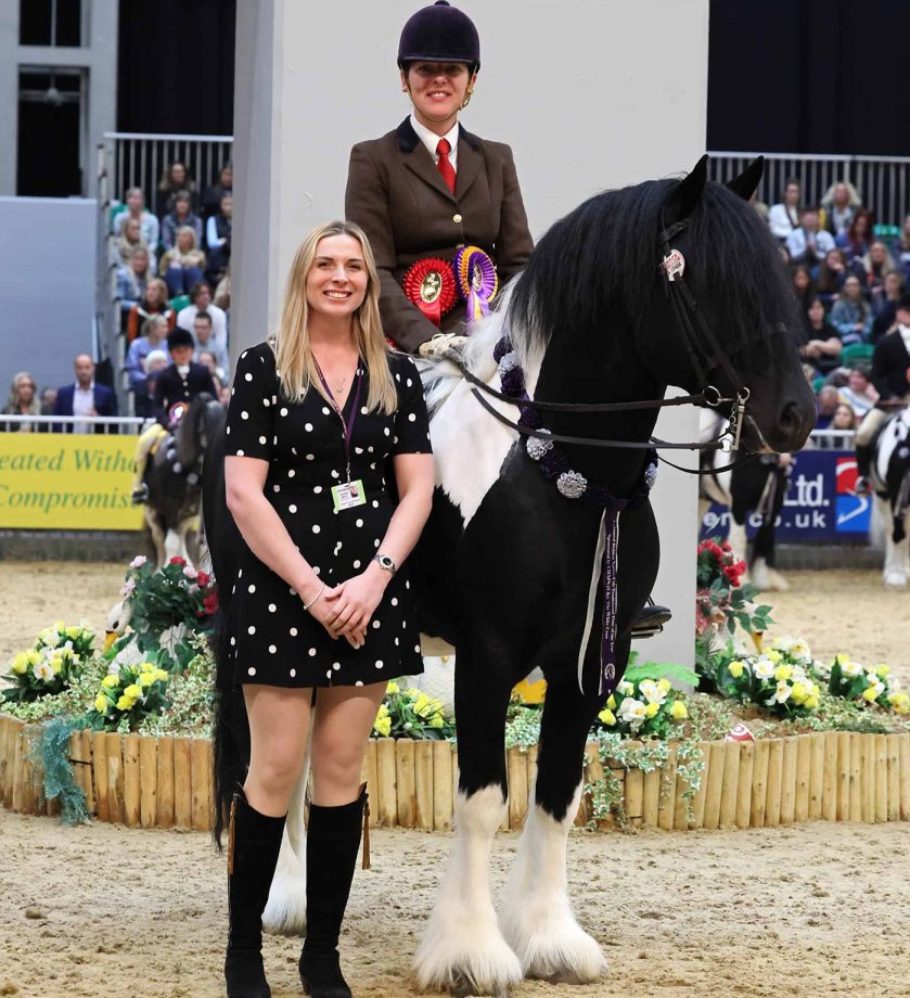 HOYS coloured ridden native/cob/traditional pony