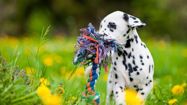 Dalmation puppy with a toy