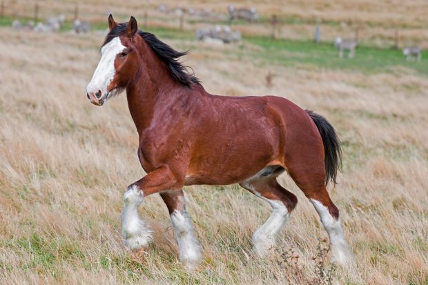 Clydesdale Horse