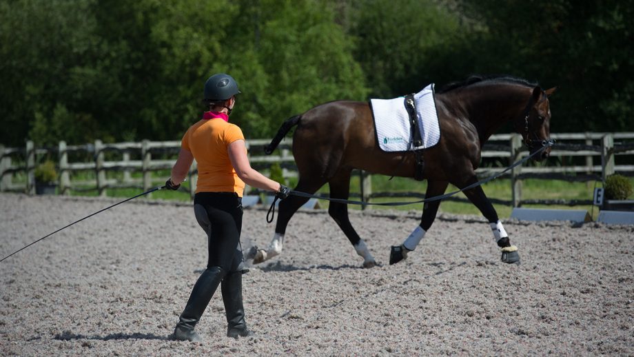 How to lunge a horse your essential guide Horse & Hound