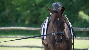 how to lunge a horse