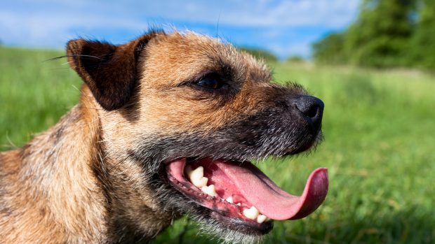 Dog with healthy teeth and gums