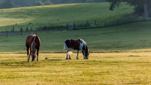 Turning a horse out