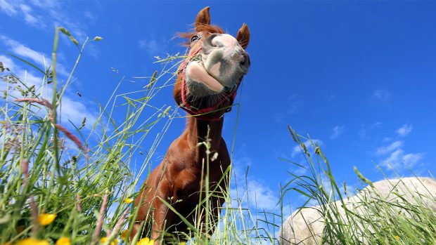 Horse grazing from below