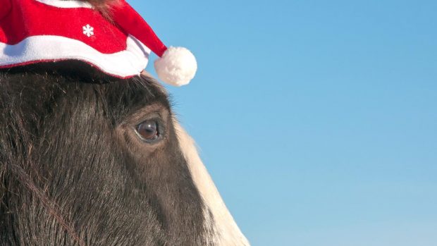 Close-up of a pony wearing a christmas hat