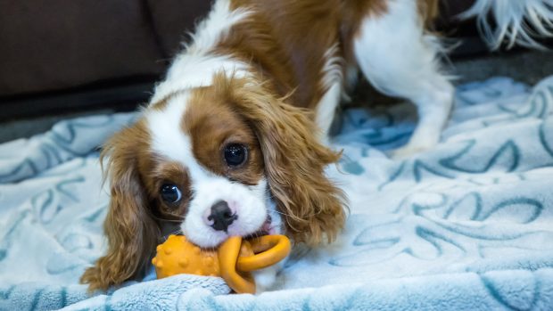 Puppy with a teething toy