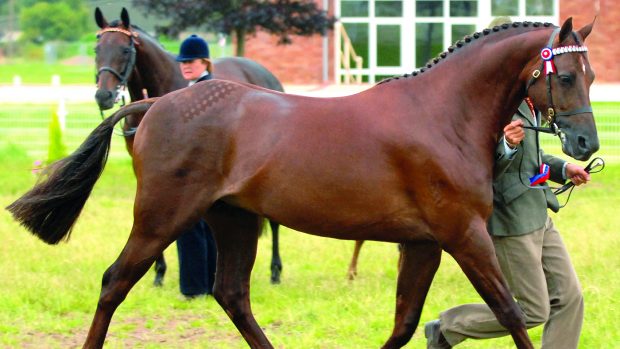 Showing horses that died in 2022: Willowcroft Regal Bronze