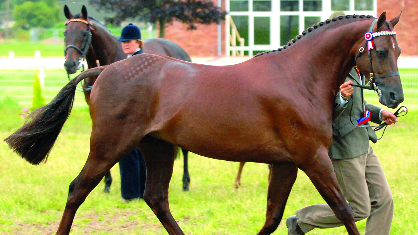 Willowcroft Regal Bronze