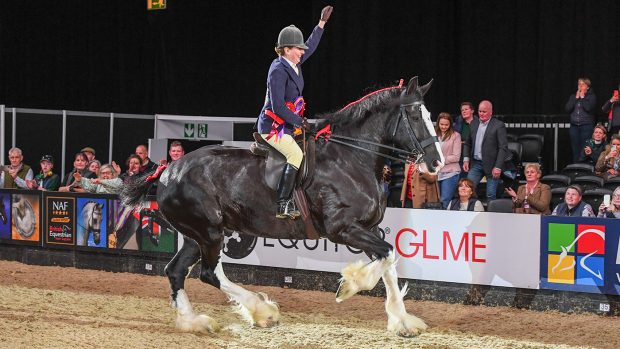 HOYS British ridden heavy horse