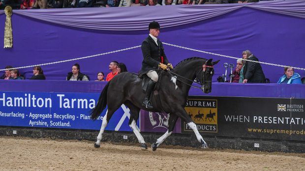 HOYS ridden coloured championship