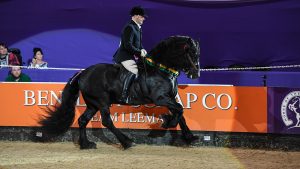 hoys m&m ridden pony of the year