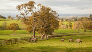 Vets have reported an increase in cases of atypical myopathy in horses