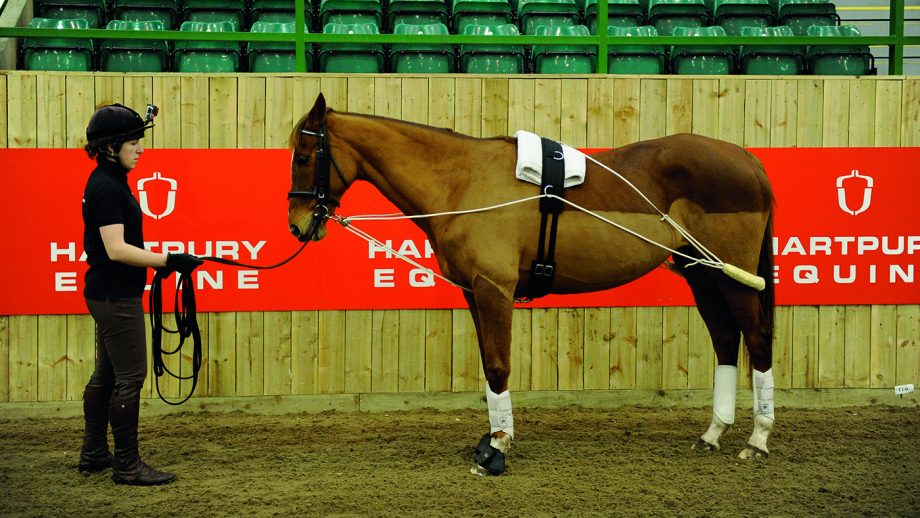 How to lunge a horse your essential guide Horse & Hound