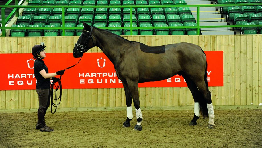 How to lunge a horse your essential guide Horse & Hound