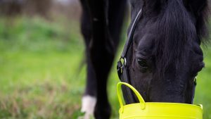 Horse eating feed suitable for horses with ulcers from a bucket in the field