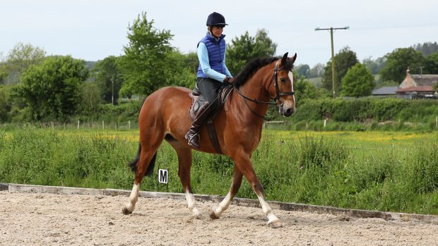 Lady riding horse in arena