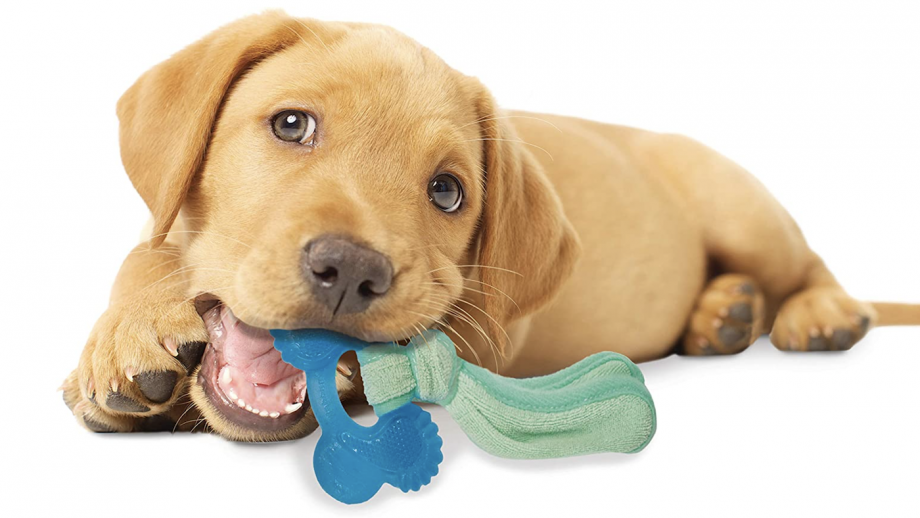 Best puppy toys to entertain, stimulate and comfort your young dog