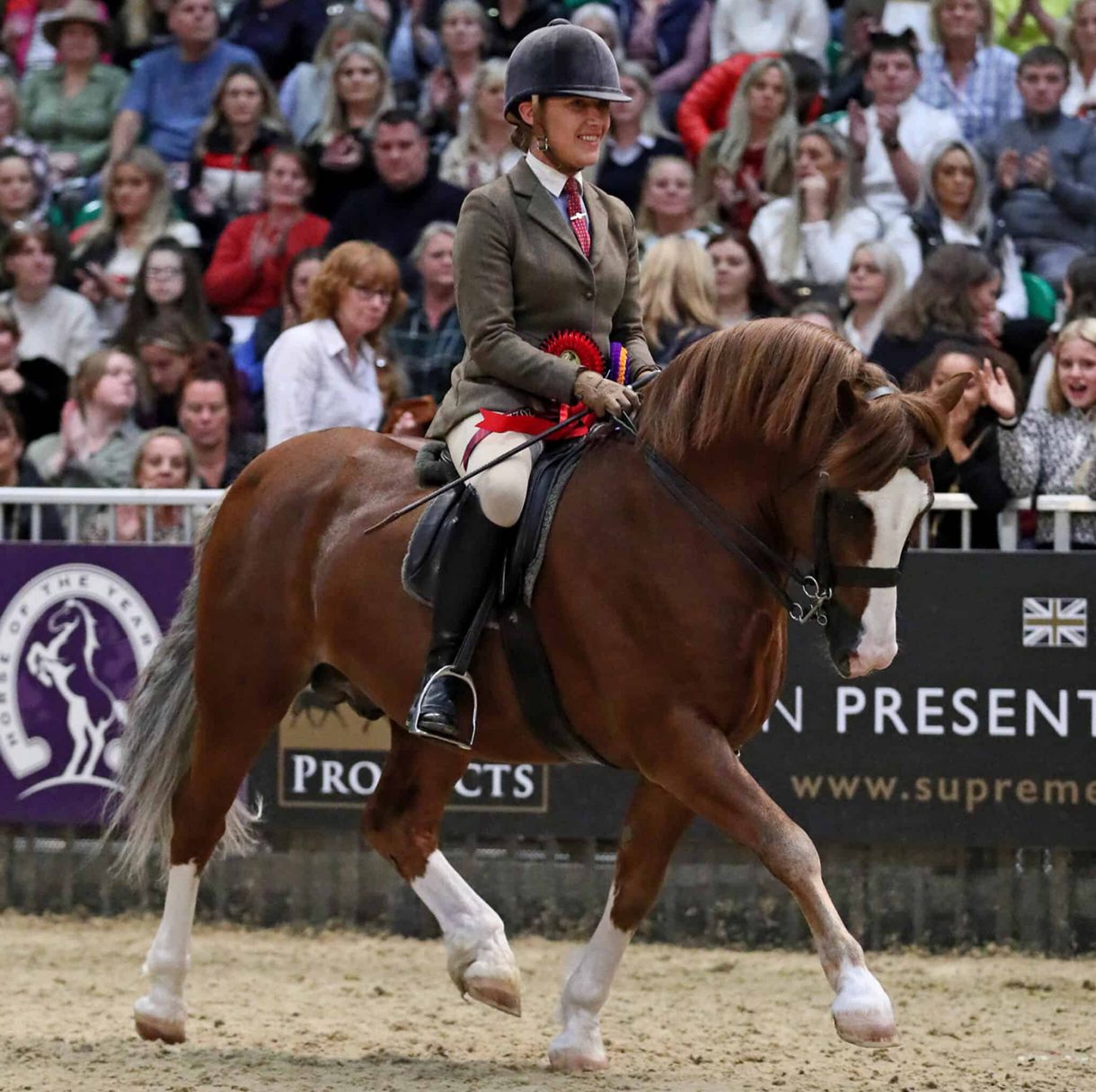 HOYS Welsh C Lynuck The Showman lands another Welsh C title