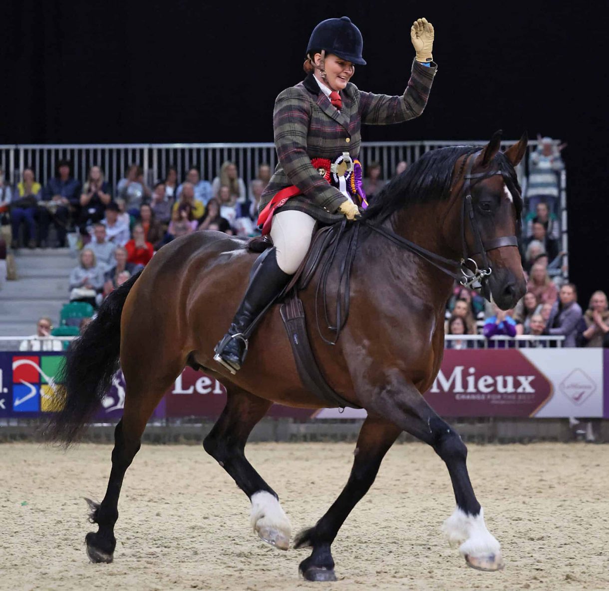 HOYS Welsh D Ringside TopDollar lands title under Alex Williams