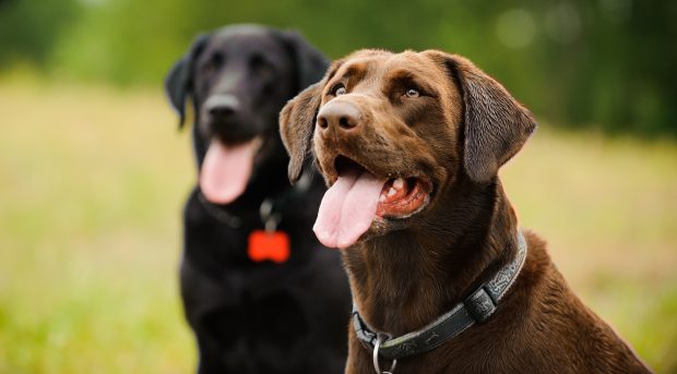 Chocolate Labrador Retriever and Black Labrador Retriever dog portrait