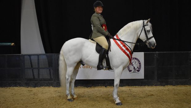 143cm M&M working hunter