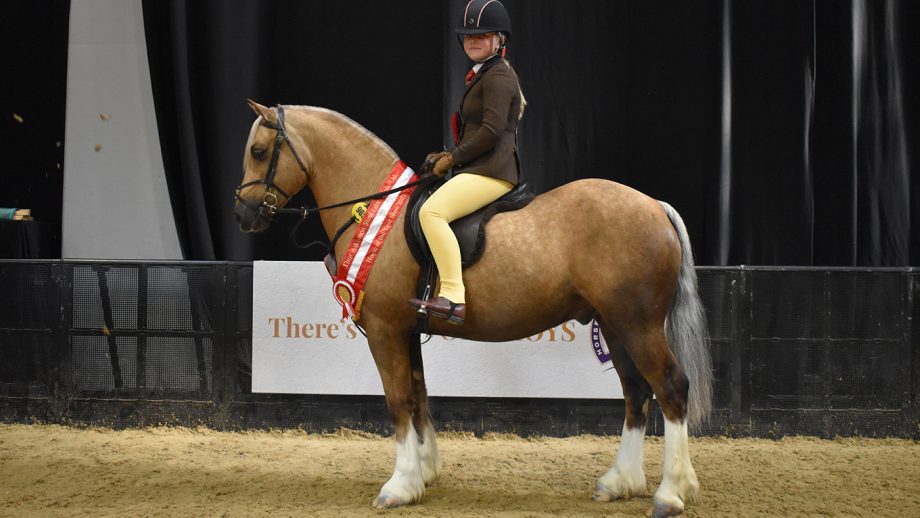 HOYS 133cm M&M working hunter