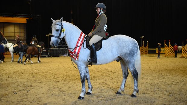 HOYS exceeding 143cm M&M working hunter