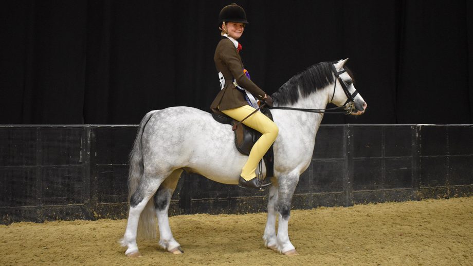 HOYS Welsh section A