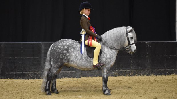 hoys exmoor and shetland