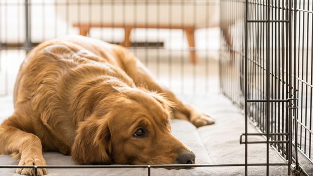 Golden retriever laying in a dog crate