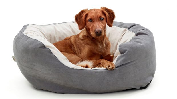 Dog laying in one of the best dog beds