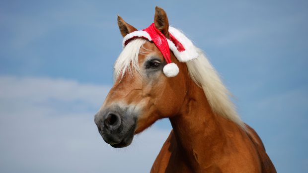 Horse in a Christmas hat