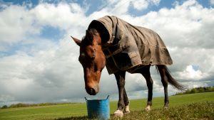 Horse eating feed