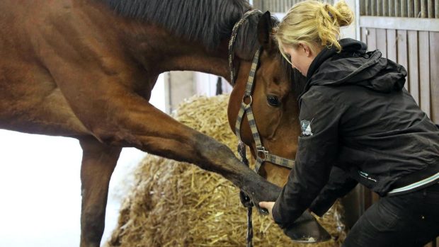 The Royal College of Veterinary Surgeons is pushing for new veterinary legislation to include paraprofessionals such as equine physiotherapists