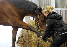 The Royal College of Veterinary Surgeons is pushing for new veterinary legislation to include paraprofessionals such as equine physiotherapists