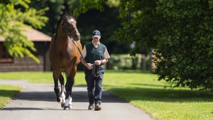 Frankel on in-hand exercise at Banstead Manor Stud