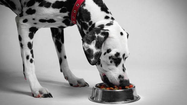 Dalmation eating dry dog food