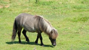 Shetland pony grazing in field