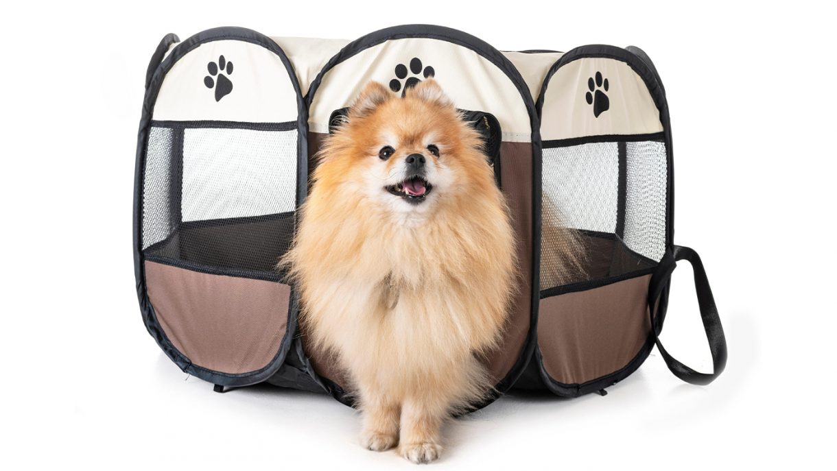 Best dog bed for chewers that are designed to last