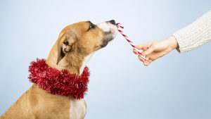 Dog being given a Christmas candy cane treat